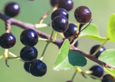 Maqui Berry Extract