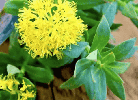 Rhodiola Rosea