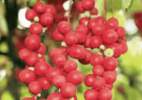 Schisandra Chinensis