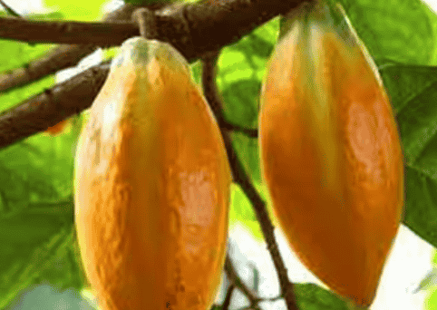 Theobroma Cacao